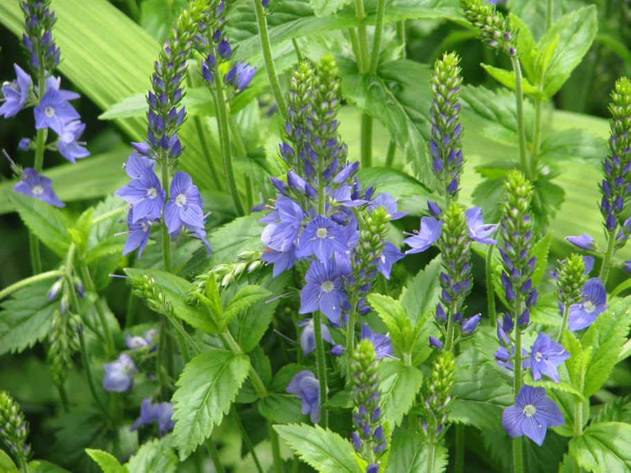 Вероника длиннолистная Блауризин