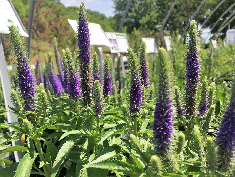 Вероника длиннолистная семейство