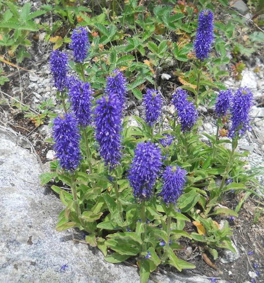 Растение Вероника Порфирия