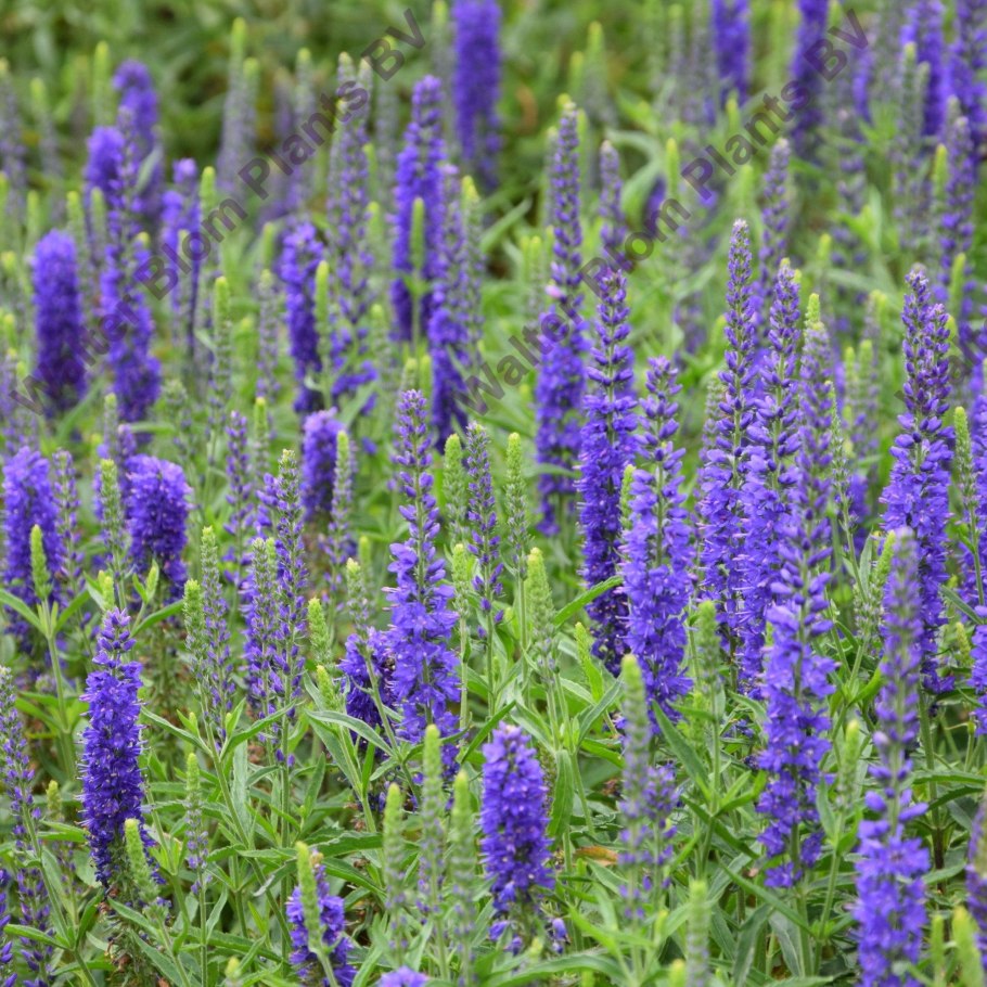 Вероника колосистая