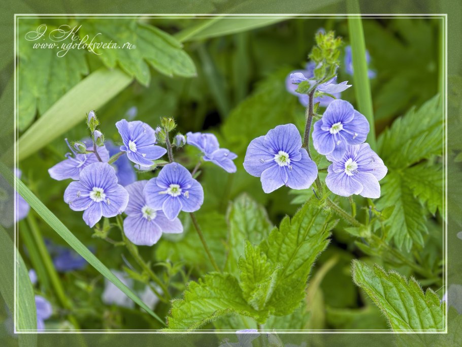 Вероника Марс 2019