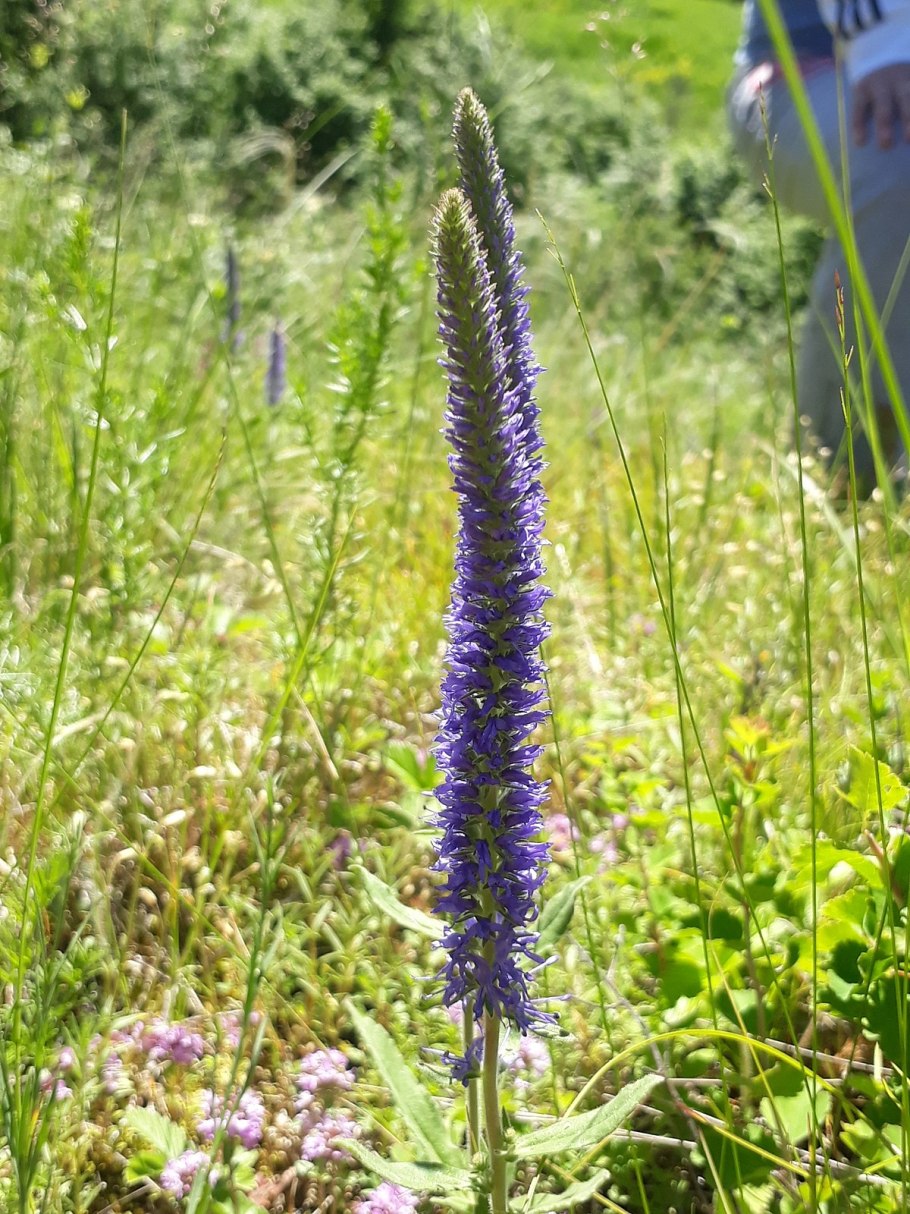 Вероника Альпийская