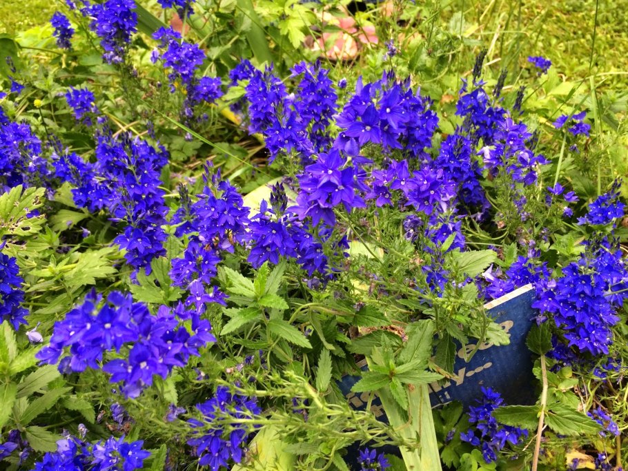 Вероника длиннолистная (Veronica longifolia &#96;Blue Tone&#96;)
