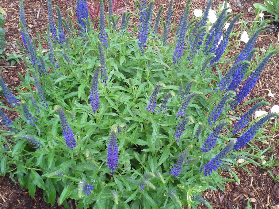 Корневище Вероники Дубравной