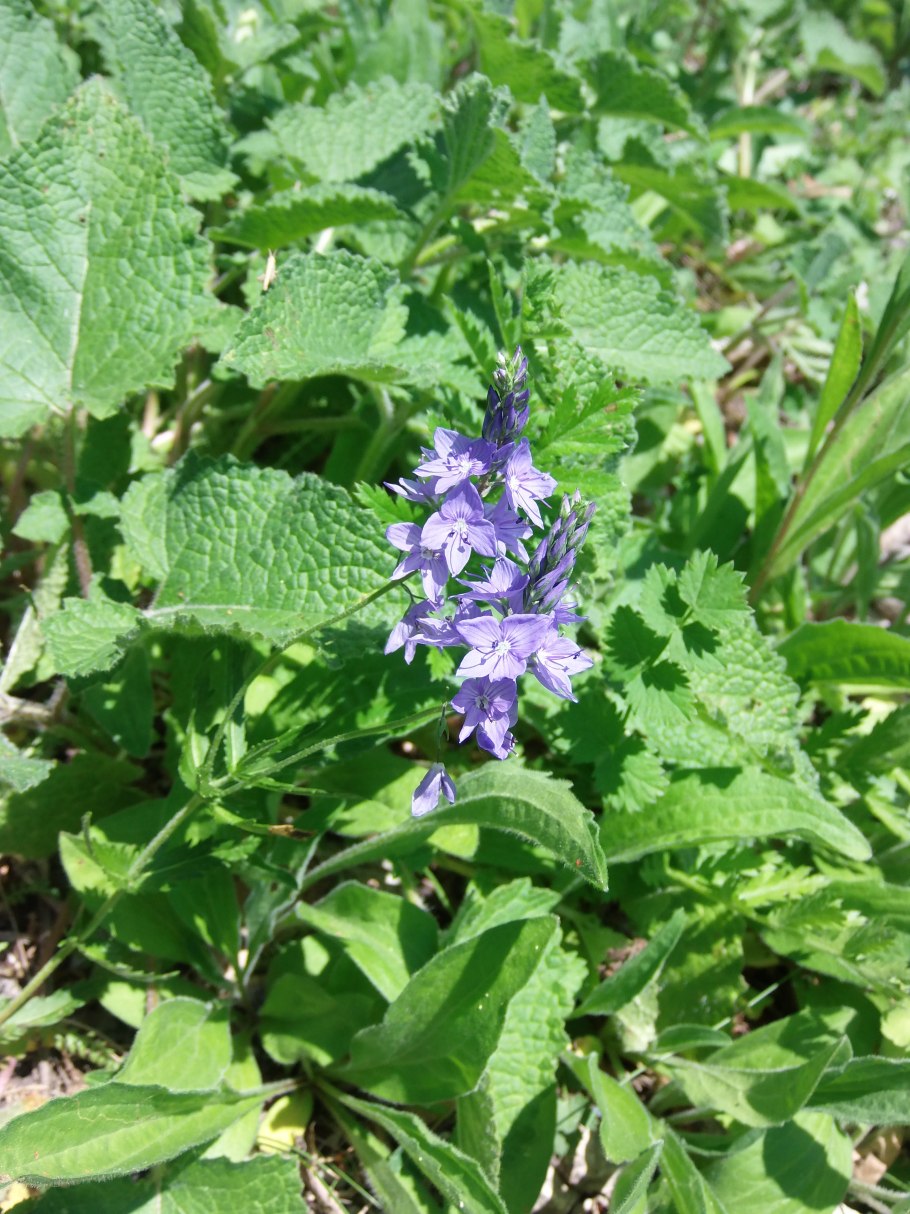 Вероника длиннолистная first Lady