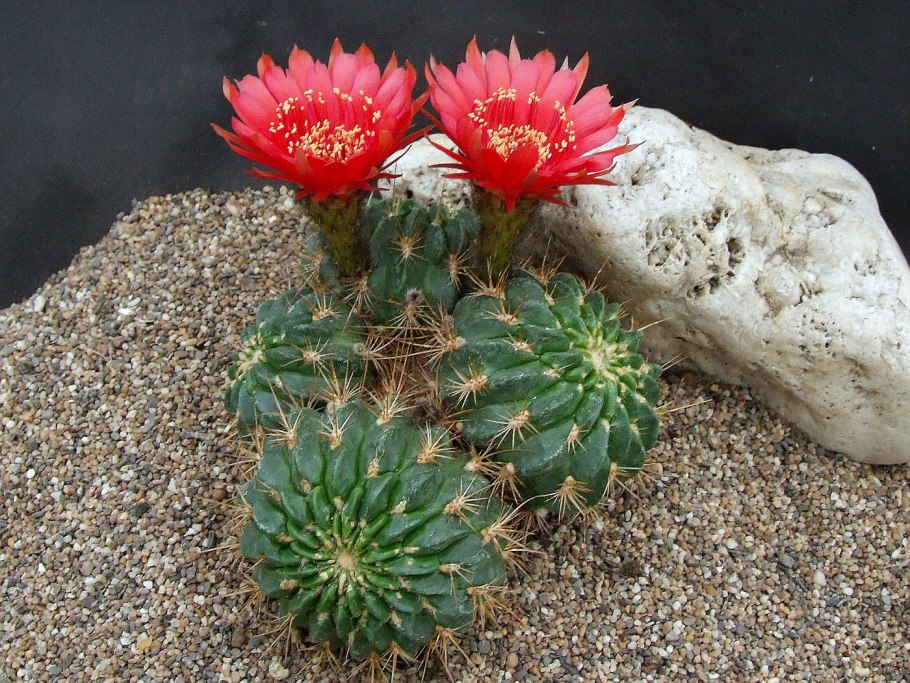 Эхинопсис царица ночи