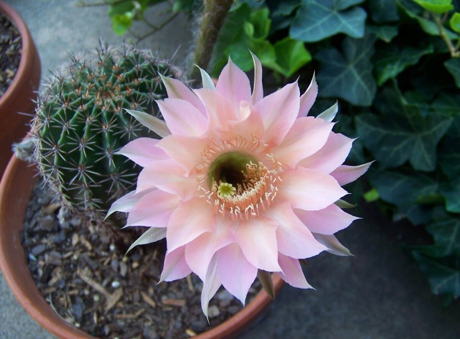 Echinopsis tacaquirensis