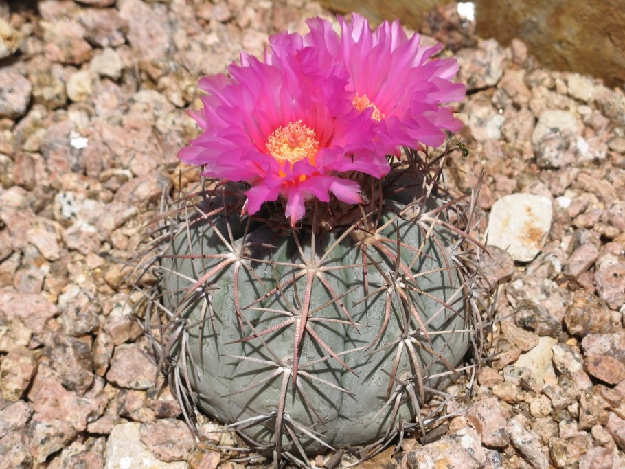 Echinopsis lageniformis