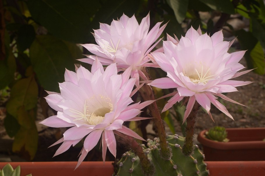 Echinopsis CV. ‘Haku-Jo’(эхинопсис CV. Хаку-Джо)