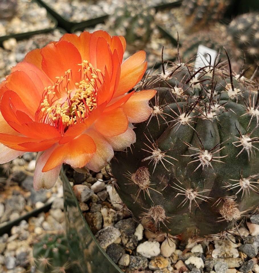 Эхинопсис циннабарина