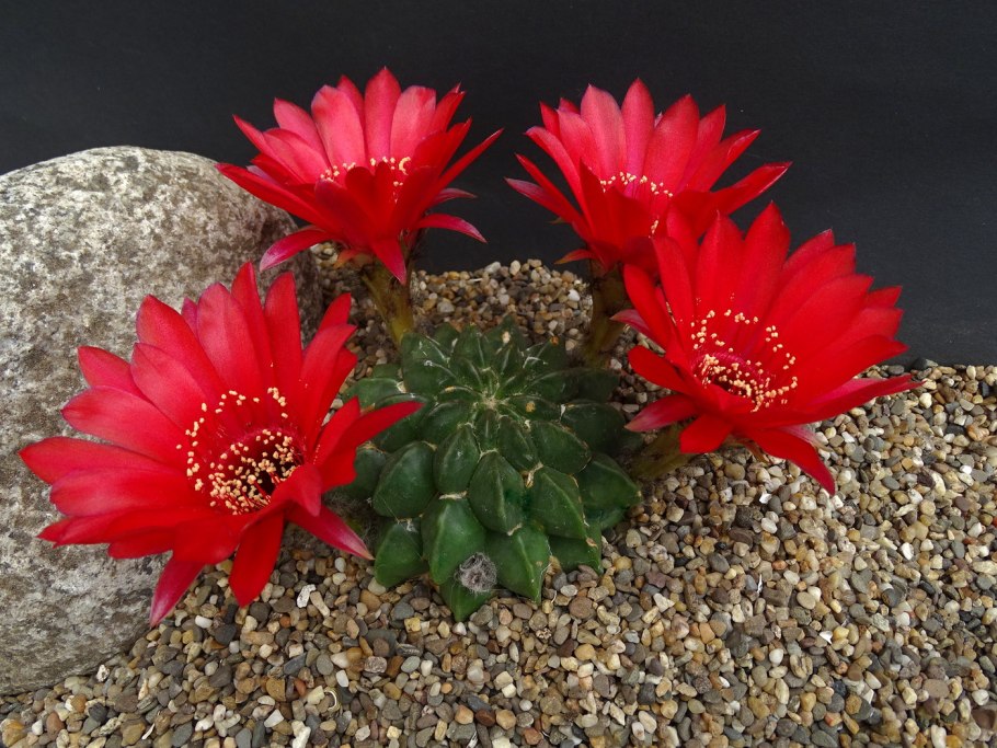 Эхинопсис leucantha