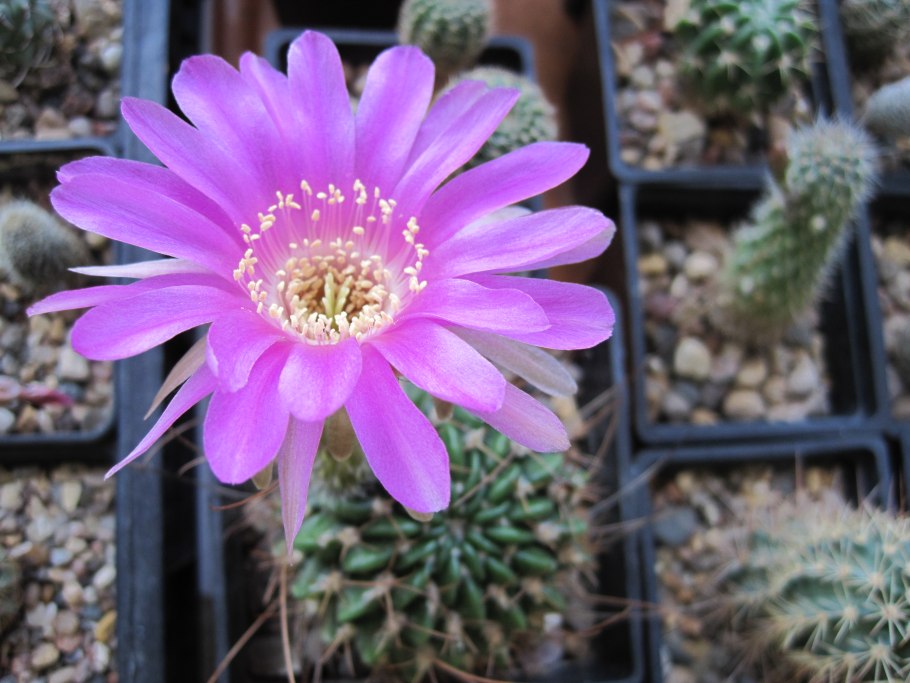 Эхинопсис в природе