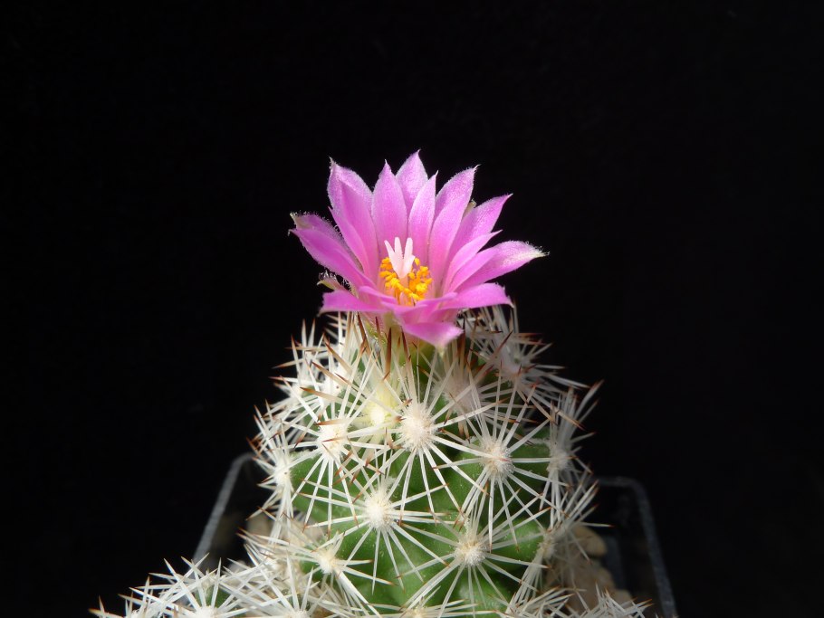 Эхинопсис Хакуе