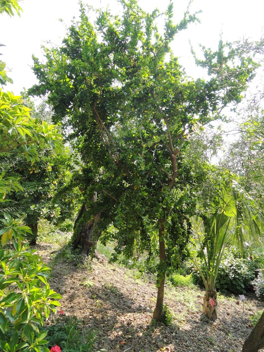 Кетембилла купить