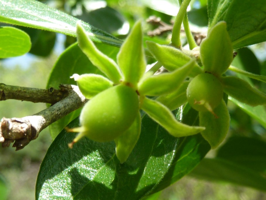 Кетамбилла (лат. Dovyalis hebecarpa) растение