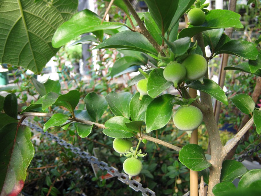 Довиалис дерево