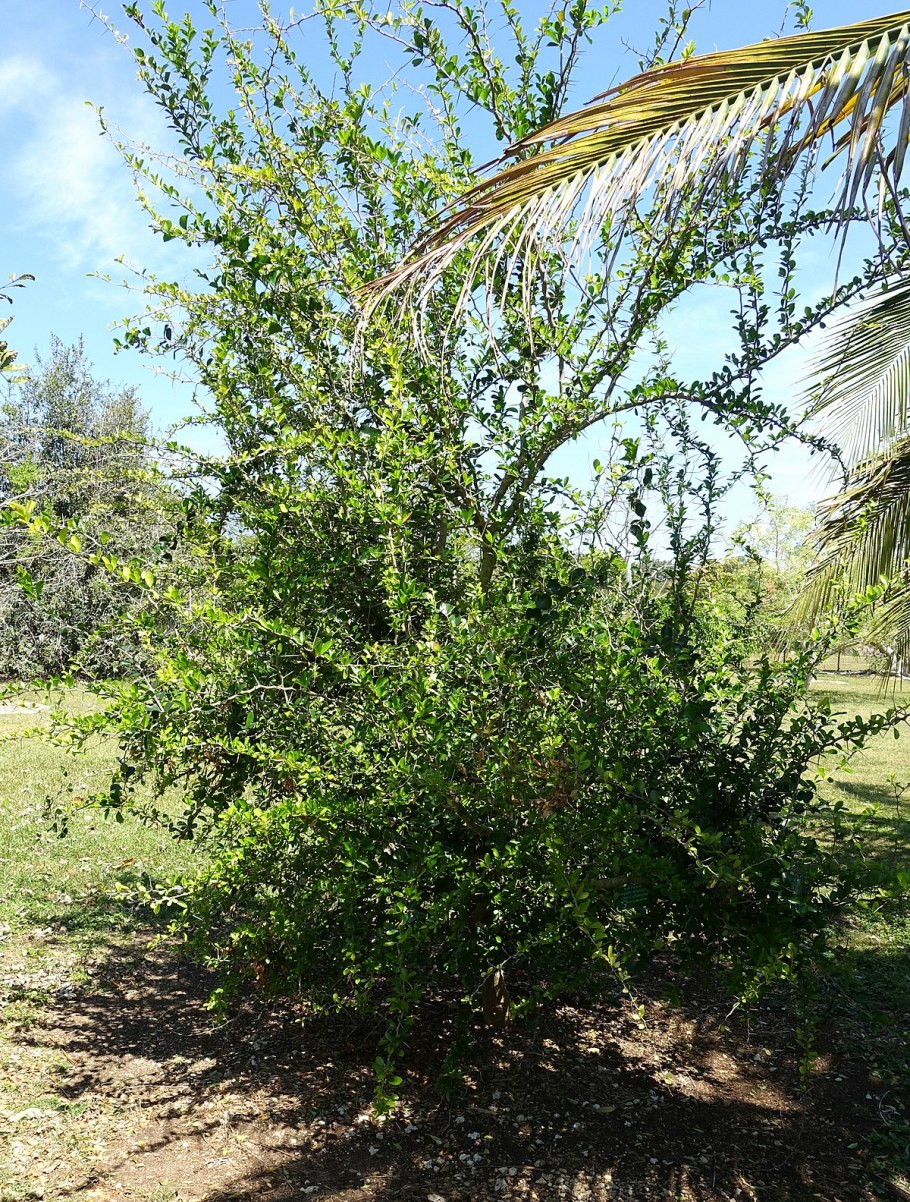 Prunus persica