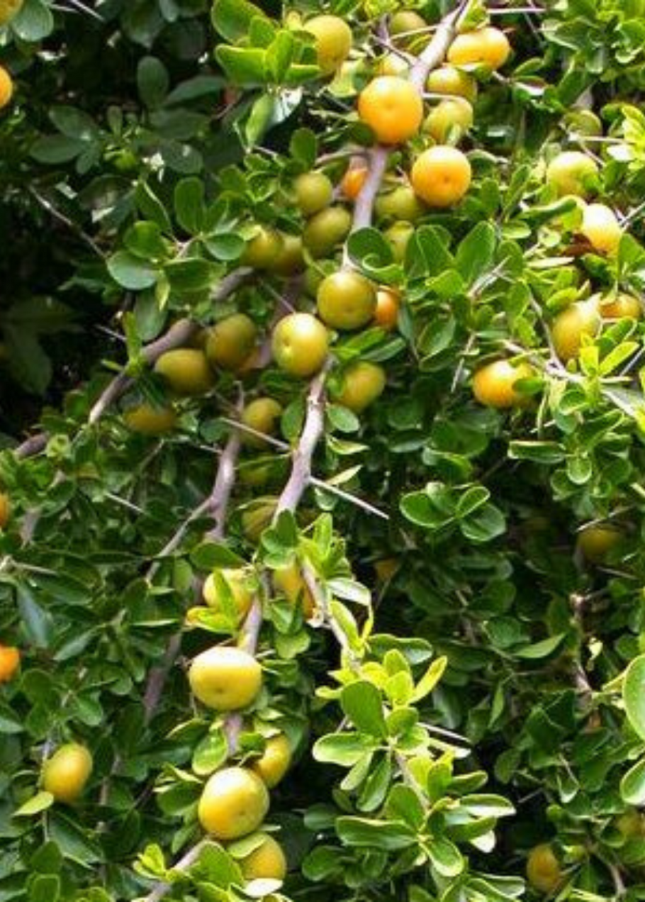 Кетембилла купить