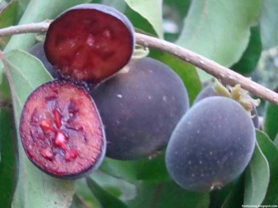 Зеленый фрукт похожий на сливу