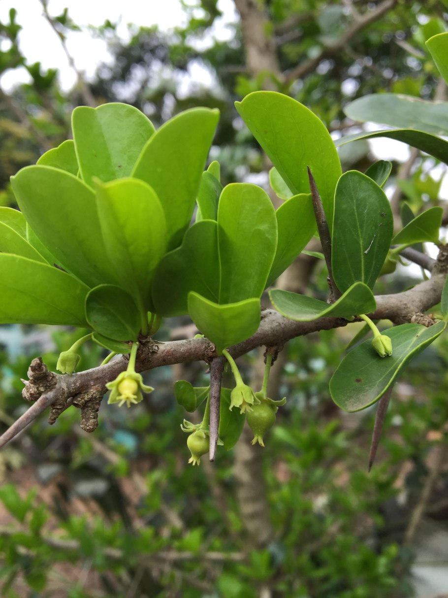 Довиалис Кафрский