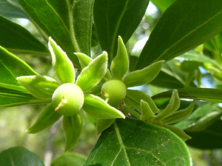 Довиалис каффра,