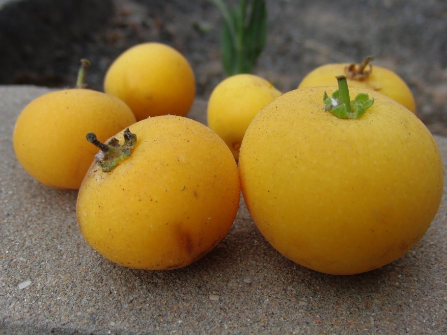 Довиалис дерево