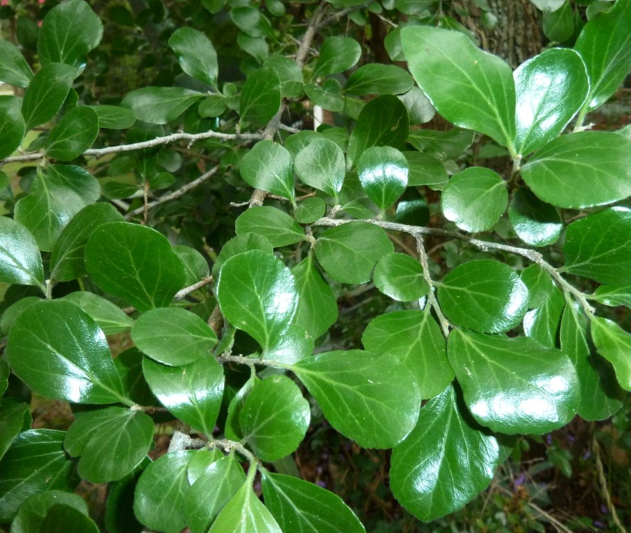 Kay Apple Fruit Dovyalis