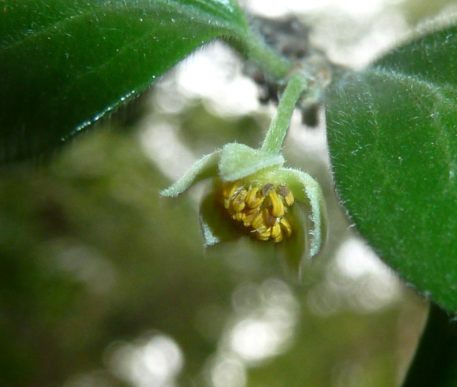 Довиалис дерево