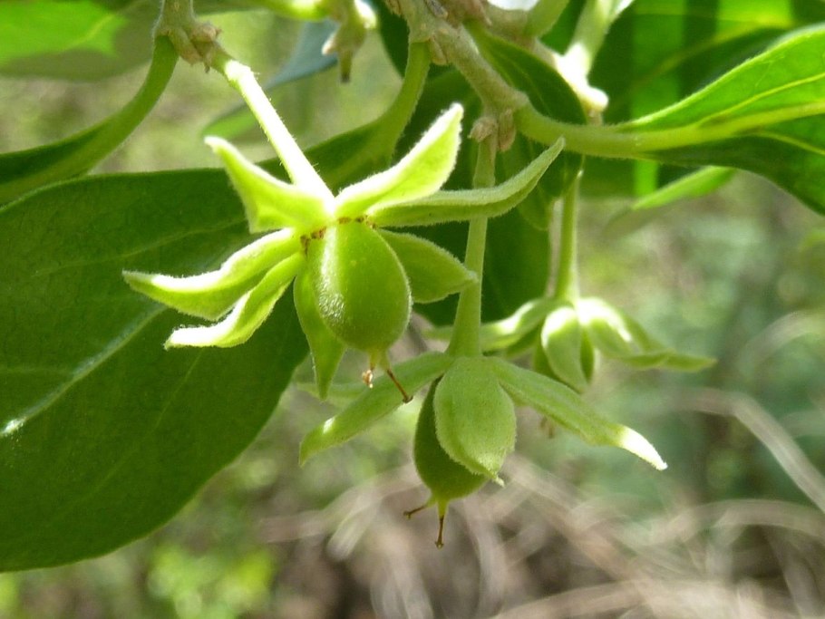 Довиалис дерево