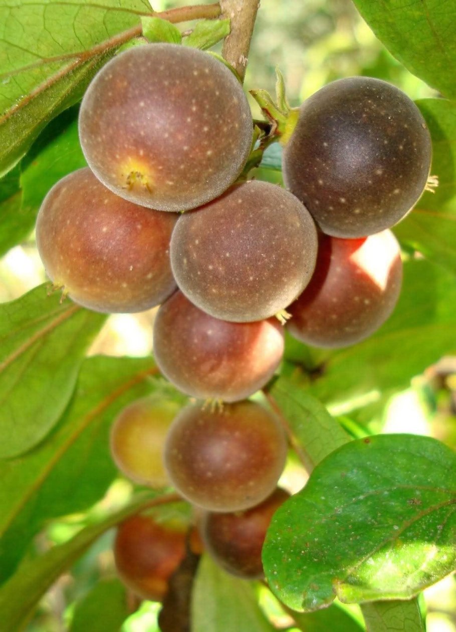 Кетембилла купить