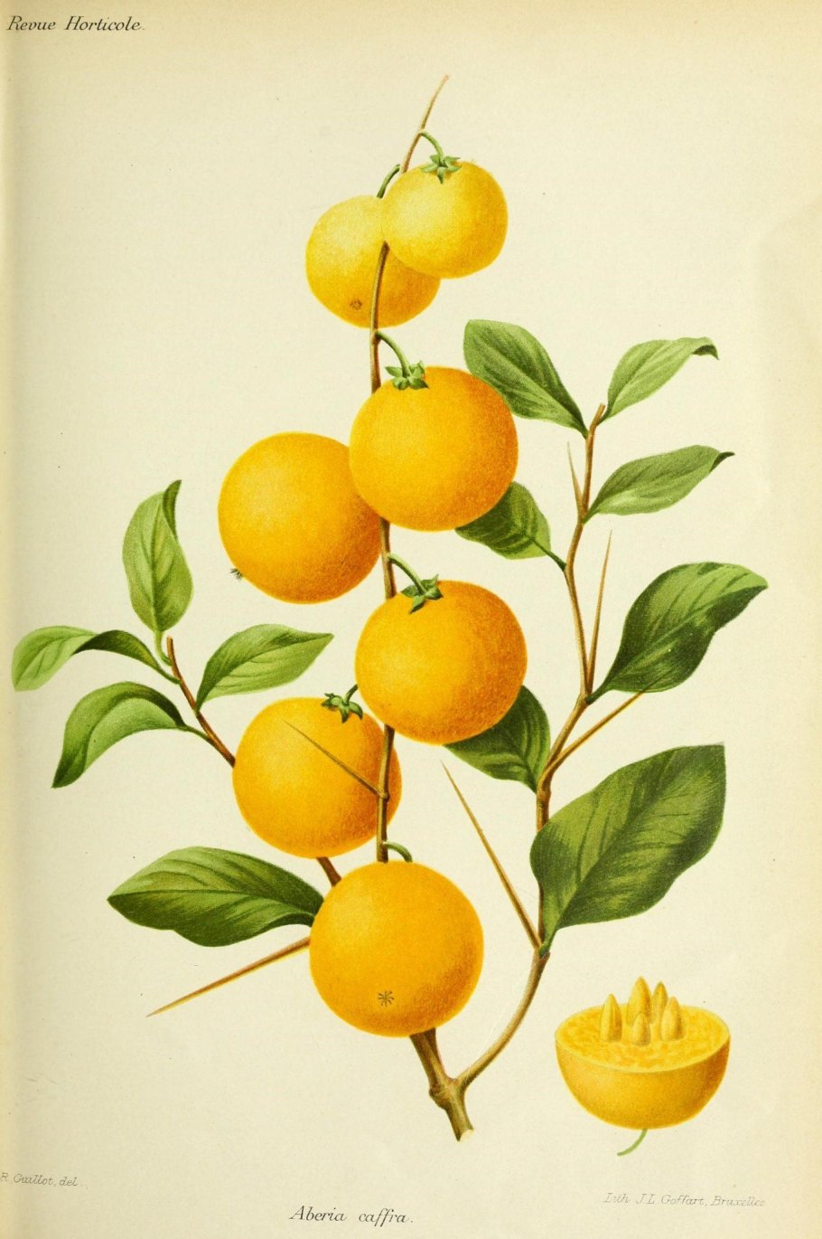 Ринорея растение