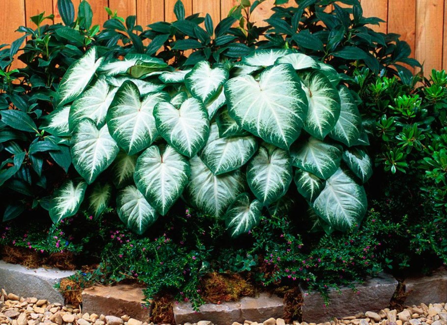 Каладиум Caladium
