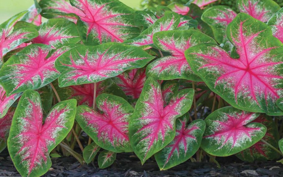 Каладиум гибридный