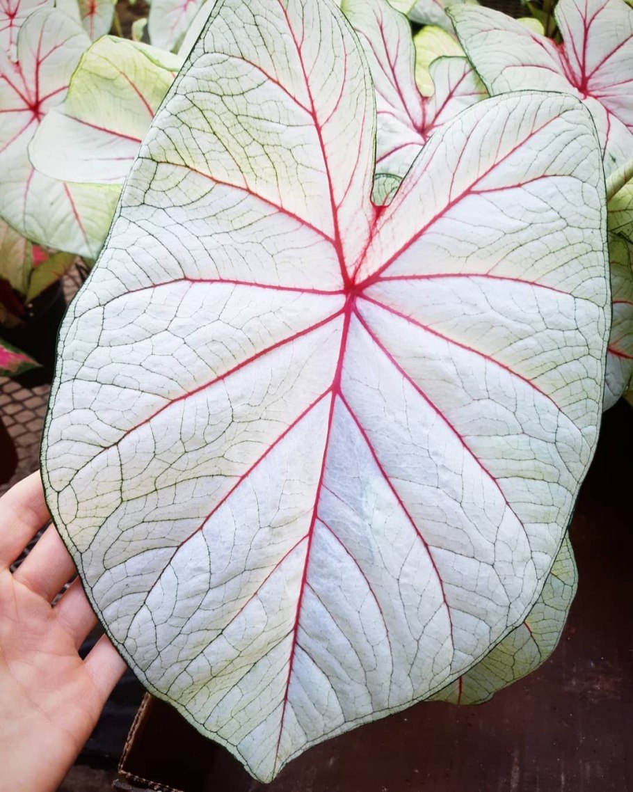 Каладиум Мунлайт