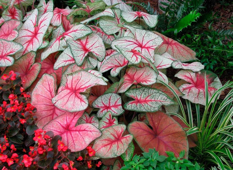 Каладиум White Queen