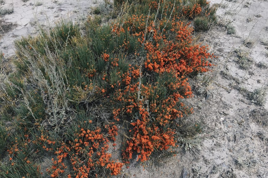 Степная малина эфедра