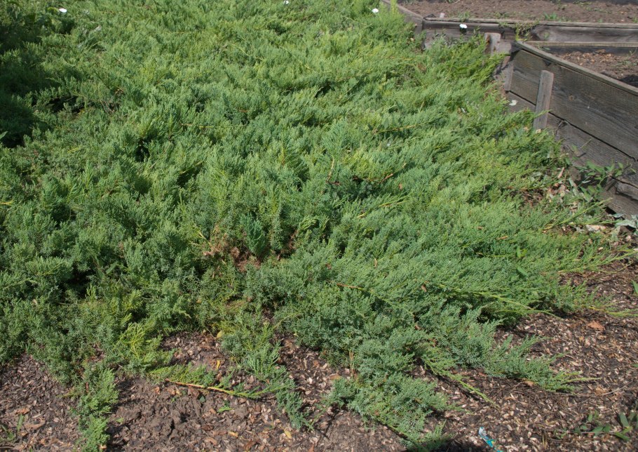 Эфедра хвойник двухколосковый