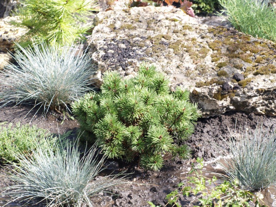 Эфедра двухколосковая