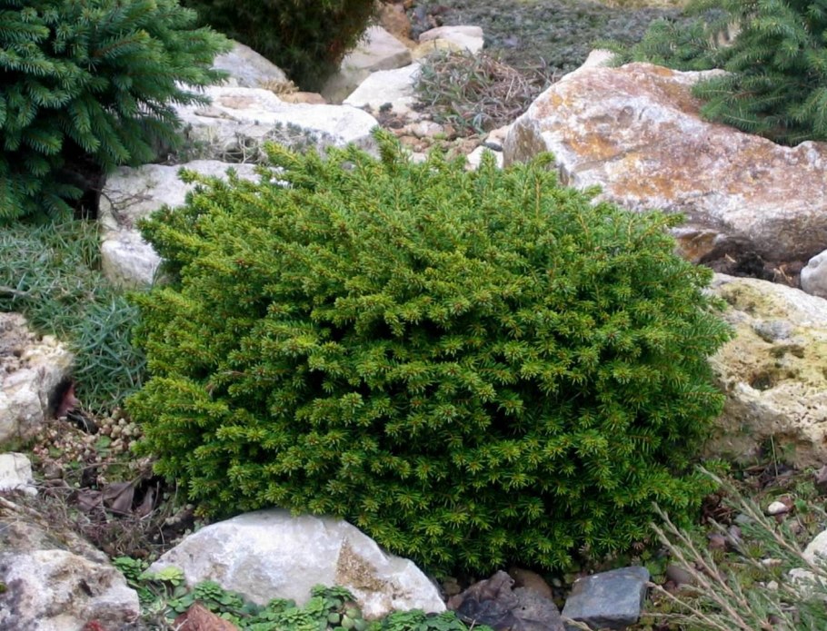 Можжевельник Скуамата Блю