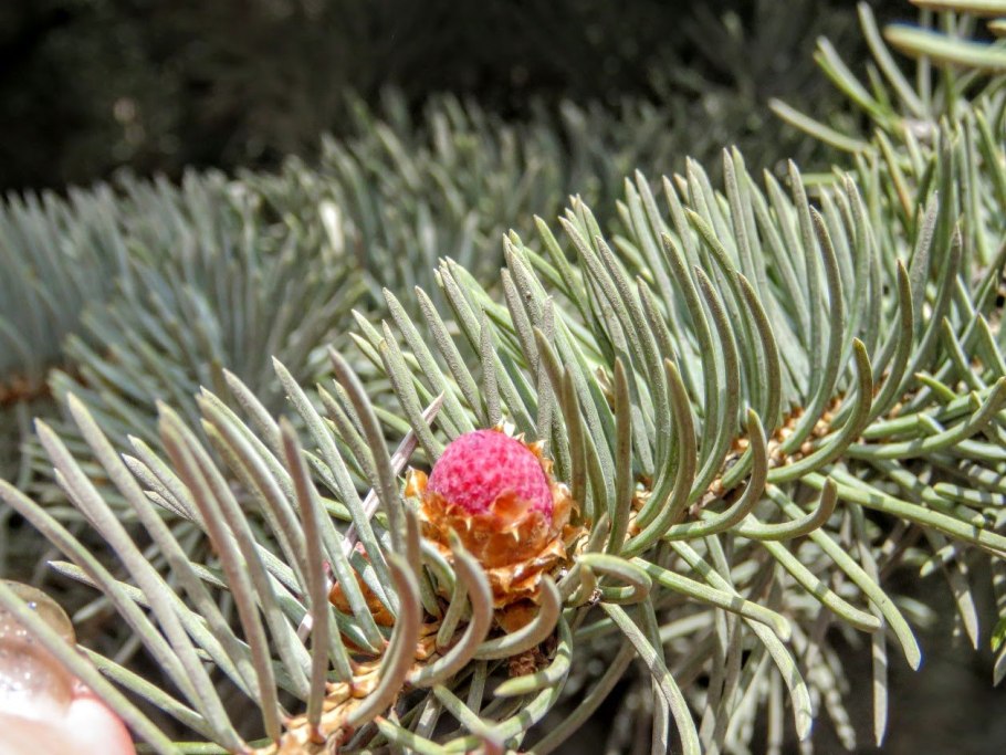 Филлокладус Phyllocladus aspleniifolius