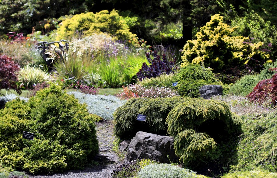 Сосна Кедровая хвоя