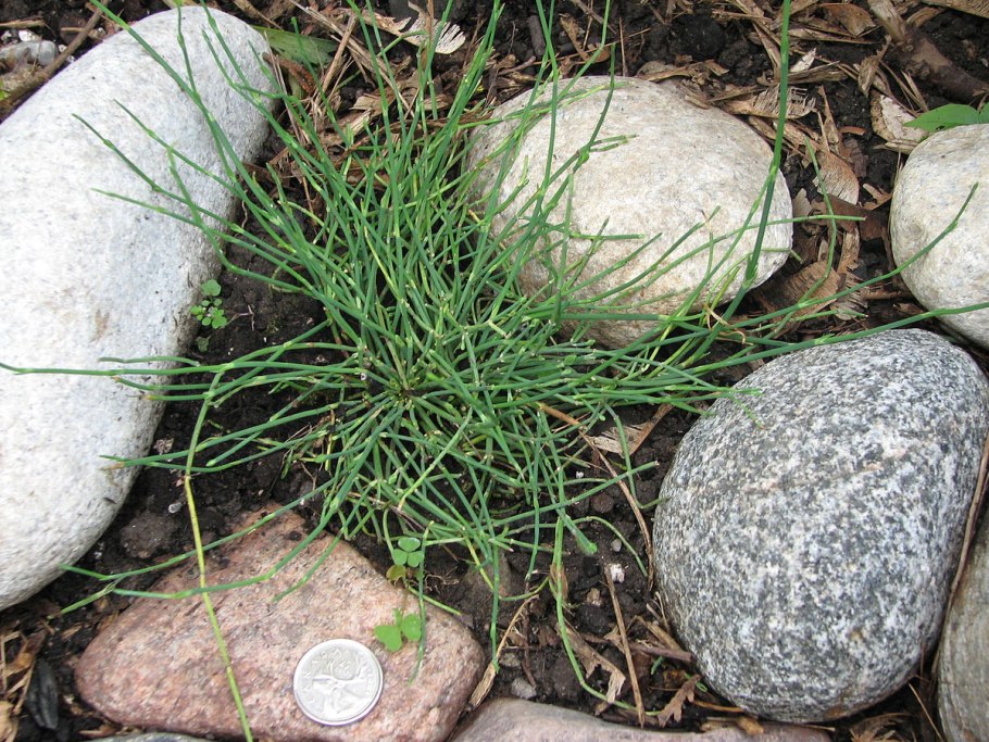 Хвойник Вильям Голдман