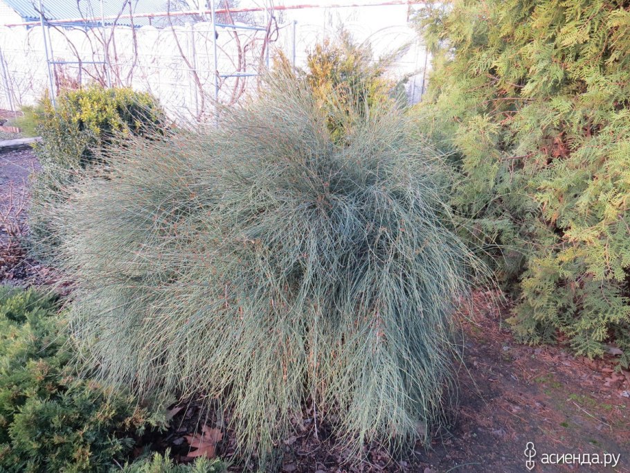 Хвойное дерево с мягкими иголками в Турции