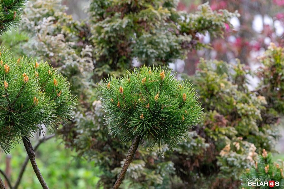 Эфедра промежуточная