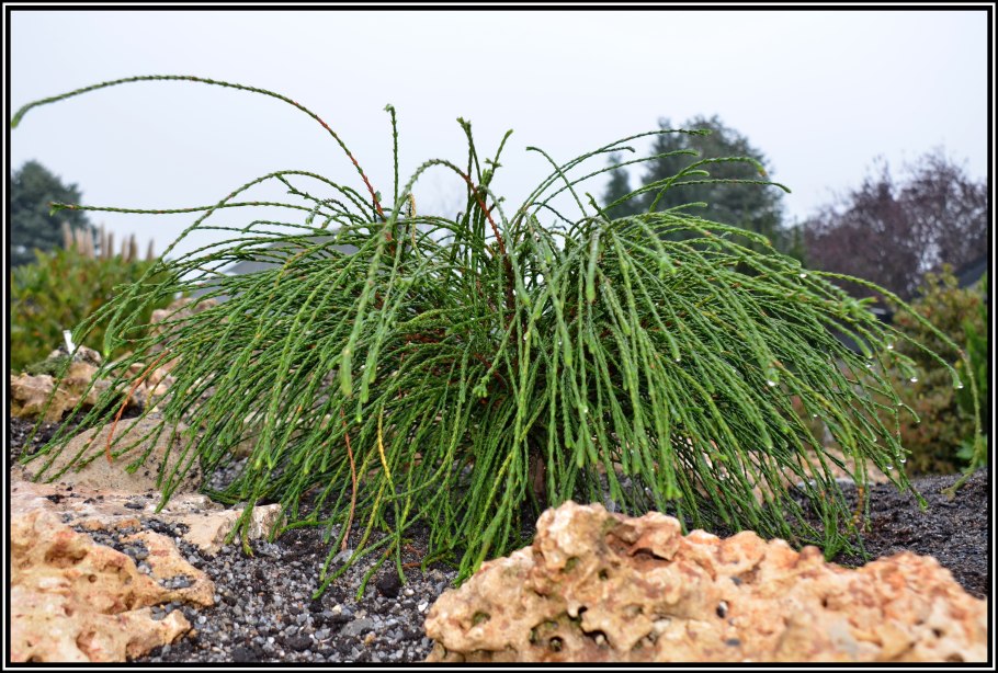 Вечнозеленое травянистое растение