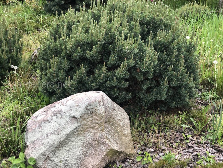 Хвойник Пржевальского