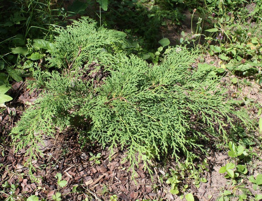 Можжевельник казацкий Tamariscifolia