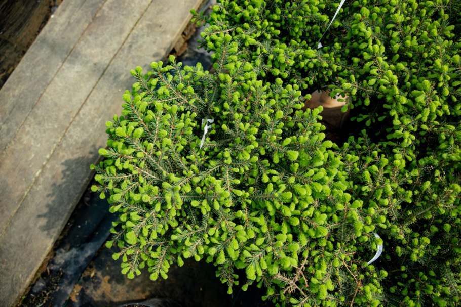 Ель обыкновенная little Gem