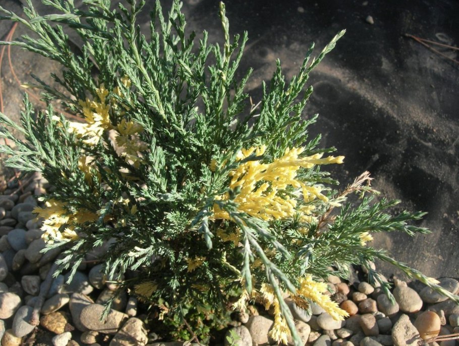 Эфедра хвойник