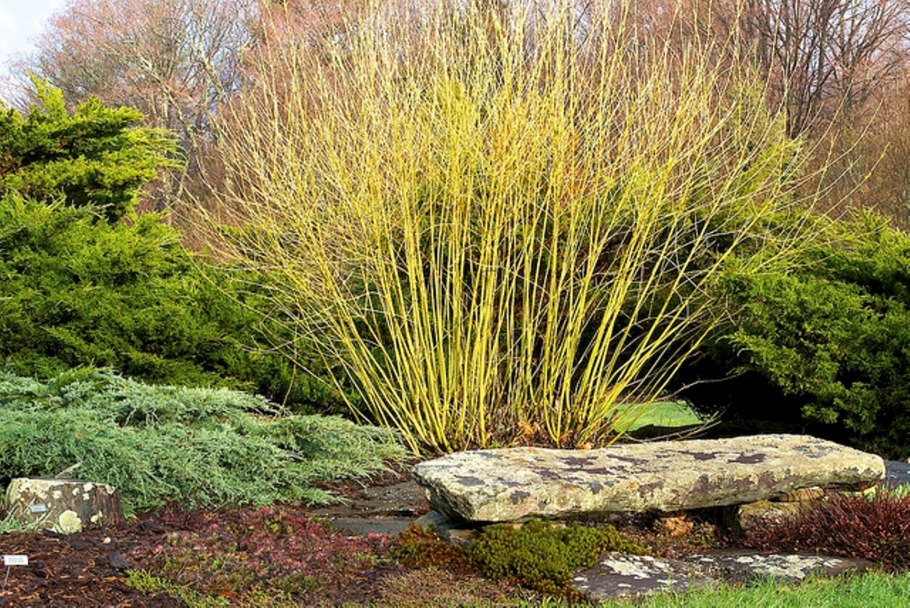 Полеганий всхода сосны